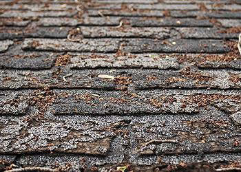 B. Ramirez Roofing Images